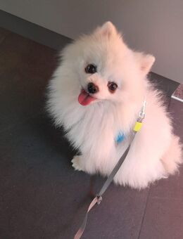 Wir geben unsere hund ab - Bensheim