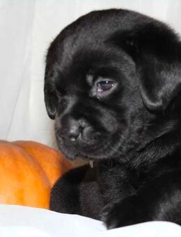 Labrador Welpen - Recklinghausen