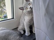 Meine Kitten suchen ein neues zu Hause - Köln