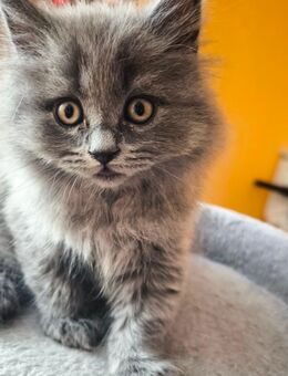 Bkh Kitten - Heddesheim