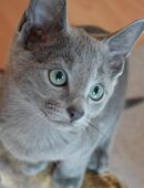 Reinrassige Russisch Blau Kitten mit Stammbaum (Abgabebereit) in 49074