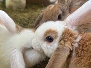 Kaninchen,zwergkaninchen/Zwergwidder mit rexfell weiblich - Baar-Ebenhausen