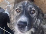 Jayden ist ein ganz lieber Rüde 🐾 - Elsdorf (Nordrhein-Westfalen)