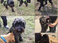 Labradoodle ? Mixrüde sucht ein Zuhause - Vacha