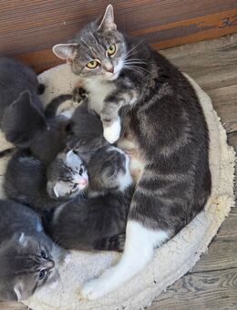 Katzenbabys - Stammham (Landkreis Altötting)