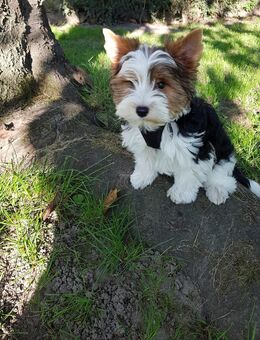 Yorkshire Terrier Biewer - Kaarst