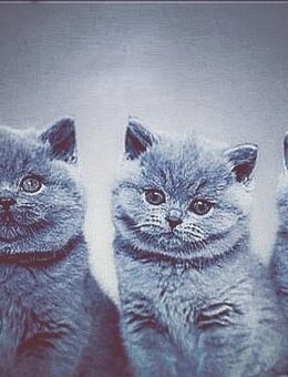 ***** süße BKH Katzen Welpen ***** in "BLUE" (GRAU) ***** - Elmenhorst (Mecklenburg-Vorpommern)