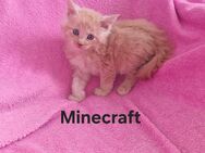 Reinrassige Main Coon Kitten - Herne