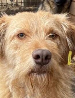 Fabrizio-freundlicher Rüde,.55-60 cm - Rösrath