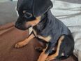Hundewelpen in 29378