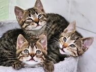 Katzenbabys Kitten abzugeben - Köln