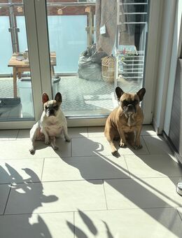 2 Französische Bulldoggen - Bernau (Berlin)