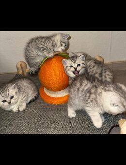 Zuckersüße kitten - Berlin