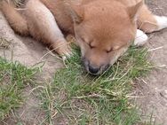 Welpen shiba inu reinrassig - Hürtgenwald