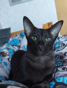 OKH Katze sucht ein Neues zuhause - Dresden