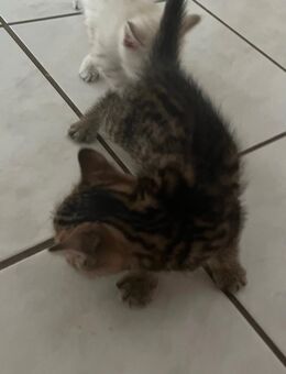 Baby Katzen zum reservieren für adoptiere - Weiler (Bingen)