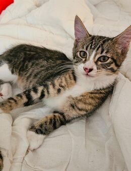 Kitten BKH Mix - Rosenthal