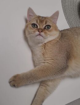 Reinrassiger BKH Kater - Löffingen