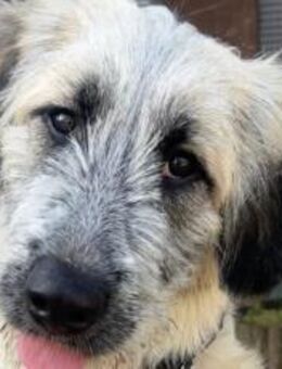 Nanuk sucht ein Zuhause - München