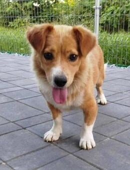 Dody - KInderlieb, Familienhund - Blankenheim (Nordrhein-Westfalen)