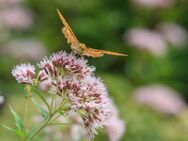 Echter Baldrian Samen Baldriansamen Heilpflanze weiß rosa beruhigende Wirkung auf Saat Katzen und Kater Beet insektenfreundliches Saatgut seed insektenfreundlich SWR Treffpunkt Geschenk Sonne - Pfedelbach