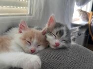 Katzen kitten - Vaihingen (Enz)