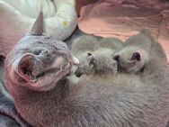3 Russisch Blau Kitten - Berlin Steglitz-Zehlendorf