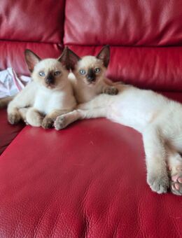 Siam kitten - Römerberg