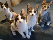 Zauberhafte Katzenkinder suchen liebevolles Zuhause - Königswinter