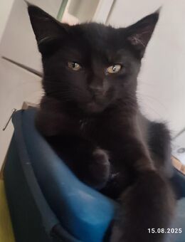 Maine coon Mix - Erkelenz