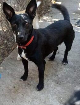 Skittles sucht liebevolle Pflegeeltern - Celle