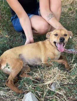 Kleiner EDDIE sucht SEIN Zuhause ♥️ - München