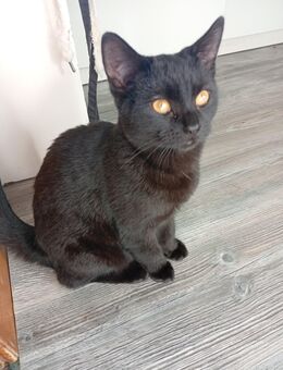 Geschwisterpaar BKH Mix - Bleckede