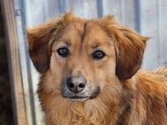 Berry sucht ein liebevolles Zuhause - Bochum