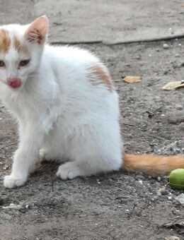 Katzen abzugeben Hauskatze - Altdöbern