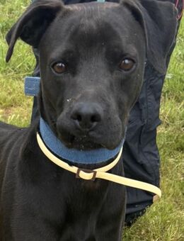 Süßer Familienhund Nelson! - Althütte