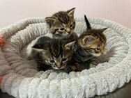 Wundersüßen Kitten Getigert Bengal Mischung - Detmold
