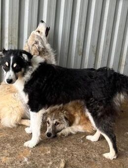 🐶 Wundervoller Junghund Meg 🐶 - Eislingen (Fils)
