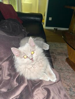 BLH Kater suchen ein neues Zuhause - Bremen