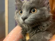 Mix Mainecoon-Karthäuser Kitten abzugeben - Norken