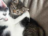 Junge Katze sucht neues Zuhause - Eitorf