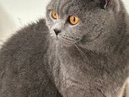 Bkh Katze Britisch Kurzhaar Katze - Plettenberg