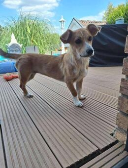 Süsse LIBBY sucht ihr Für-Immer-Zuhause - Neuberg