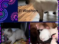 Siam Katze 11 Wochen - Witten