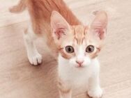 Lieber, junger Kater Pelayo - Karlsruhe
