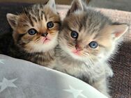 Wunderschöne BKH-Kitten - reinrassig - Beelen