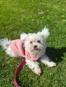 🐾 Zuhause gesucht für einen jungen Rüden mit Potenzial in 33613