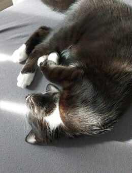 Kater - Remscheid