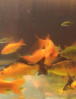 Goldfische verschiedene Größen - Celle