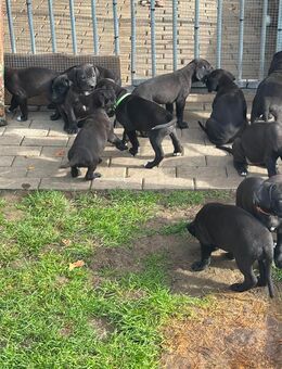 Deutsche Doggen Welpen - Mühlhausen (Thüringen) Zentrum